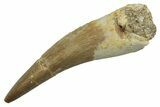 Fossil Plesiosaur (Zarafasaura) Tooth - Morocco #298043-1